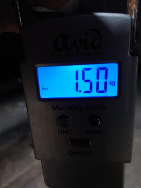 モンゴイカ釣り