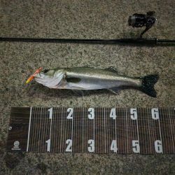 バチパターン継続中