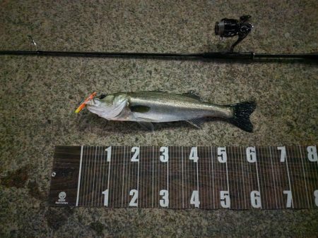 バチパターン継続中