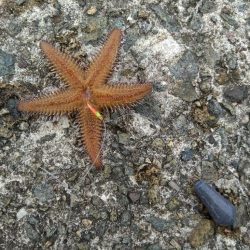 ぼてこ（ガシラ）