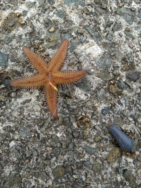 ぼてこ（ガシラ）