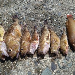 ガシラ祭りだぁ〜🎣