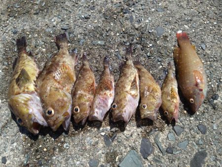 ガシラ祭りだぁ〜🎣