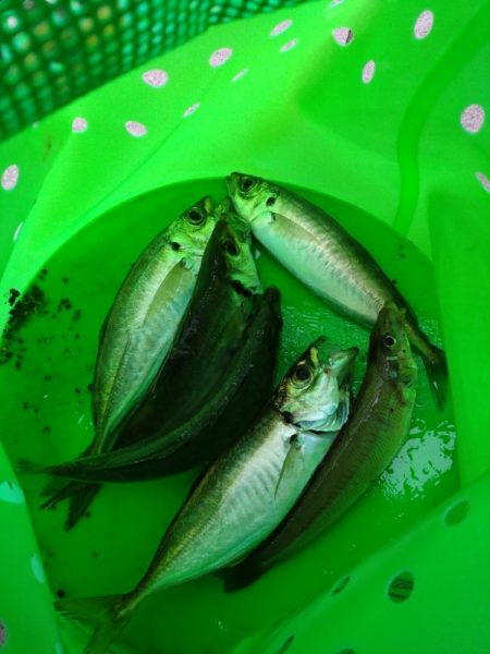 アジが釣れだしましたよ