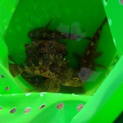 やっぱりガシラ