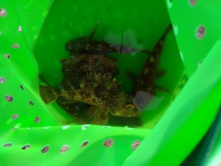 やっぱりガシラ