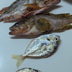 サビキでカタクチイワシ