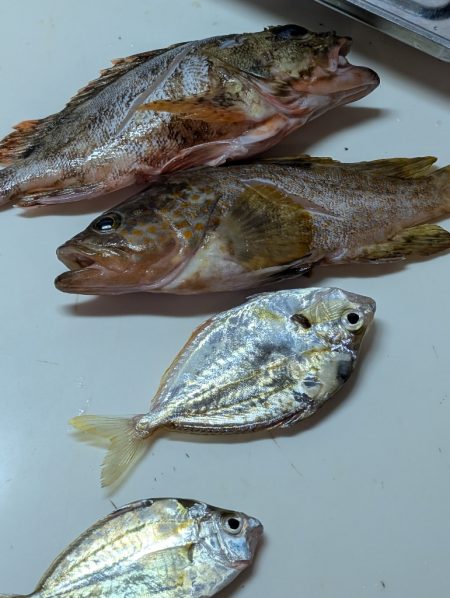 サビキでカタクチイワシ