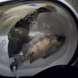 久しぶりの尺メバル