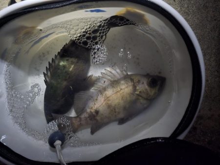 久しぶりの尺メバル