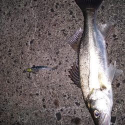 高活性なセイゴ