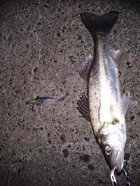 高活性なセイゴ