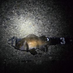 尺メバル届かず