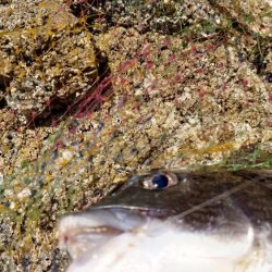 春到来!芸予諸島のチヌ釣り2