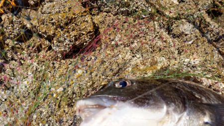 春到来!芸予諸島のチヌ釣り2