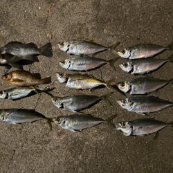 夜の短時間釣行