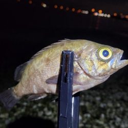 りんくうメバル