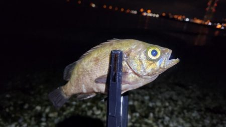 りんくうメバル