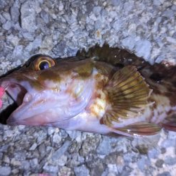 ガシラ爆釣デー