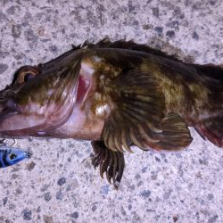 ガシラなんか渋い