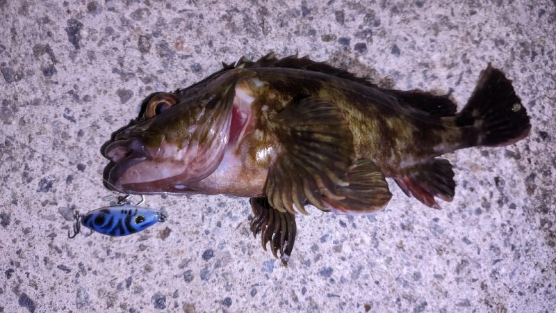 ガシラなんか渋い