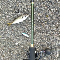 夕マズメの港で