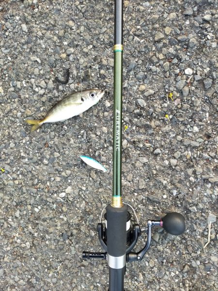 夕マズメの港で