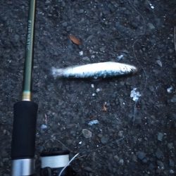 マイワシが接岸