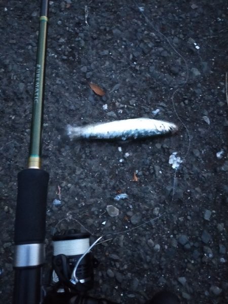 マイワシが接岸