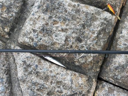 ジグサビキで仔サバ