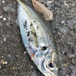 雨が降る前に…