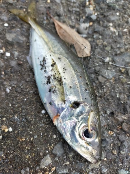 雨が降る前に…