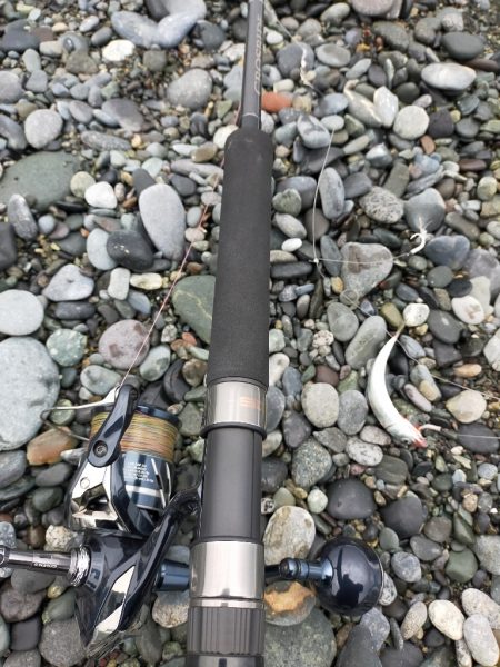 魚影は濃いが…