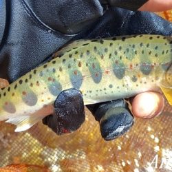 トラブル連発するも26匹の釣果。