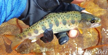 トラブル連発するも26匹の釣果。