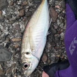 イワシなど五目