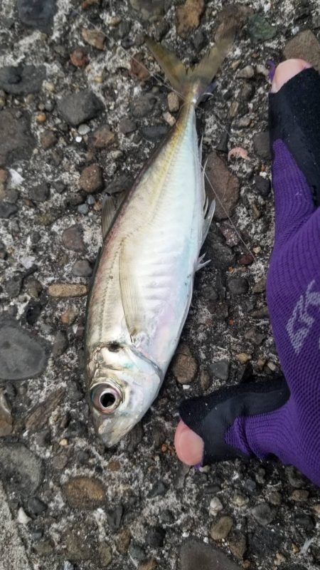 イワシなど五目