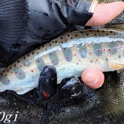 ようやく本流シーズンイン。