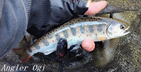 ようやく本流シーズンイン。