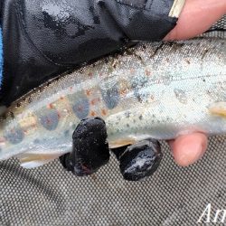 引原川、最盛期突入！