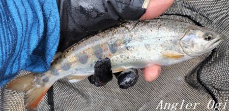 引原川、最盛期突入！