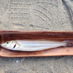 香良洲海岸でキス釣り