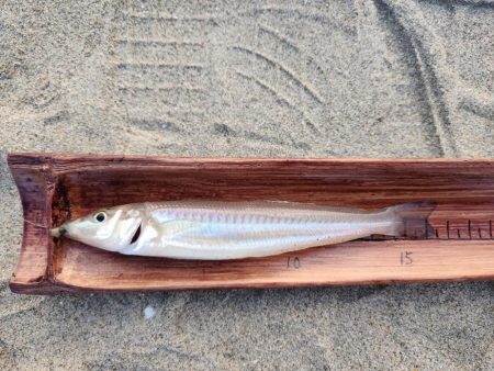 香良洲海岸でキス釣り