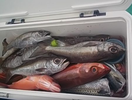 ムツ、根魚　クーラー満タン(^_-)-☆