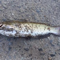 都市河川でキビレ