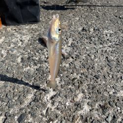 恒例のＧＷ天草釣行をしてきました