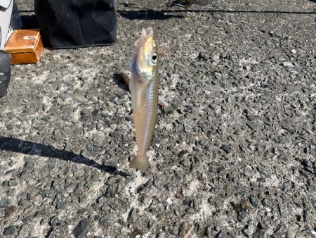 恒例のＧＷ天草釣行をしてきました