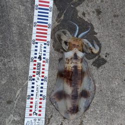 春アオリイカ狙い