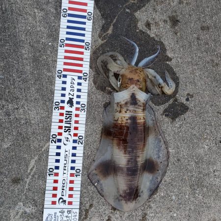 春アオリイカ狙い