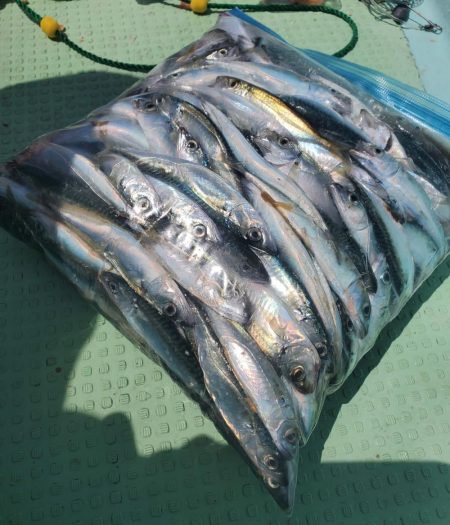 レンタルボート釣行